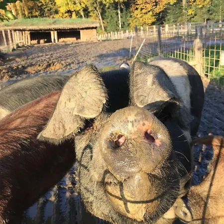 Exklusive / / Luxury Stainz