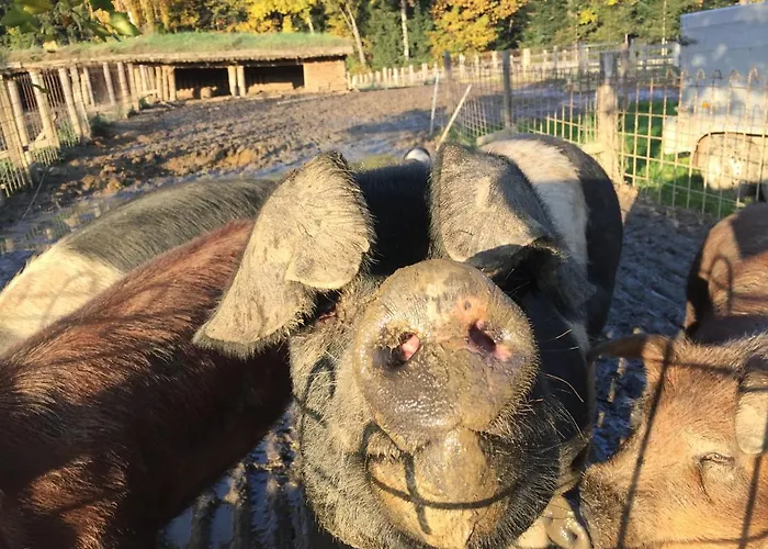 Exklusive / / Luxury Stainz